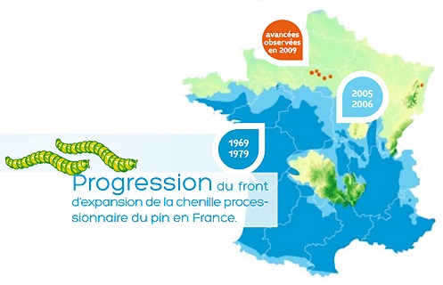 La chenille processionnaire du pin a progressé de 4 km/an vers le nord durant les 10 dernières années